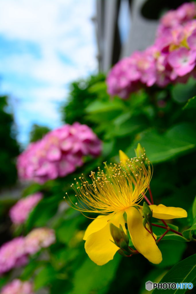 紫陽花の友