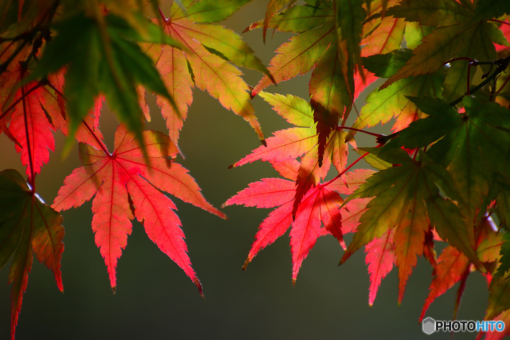 染まる紅葉