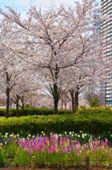 桜と花壇