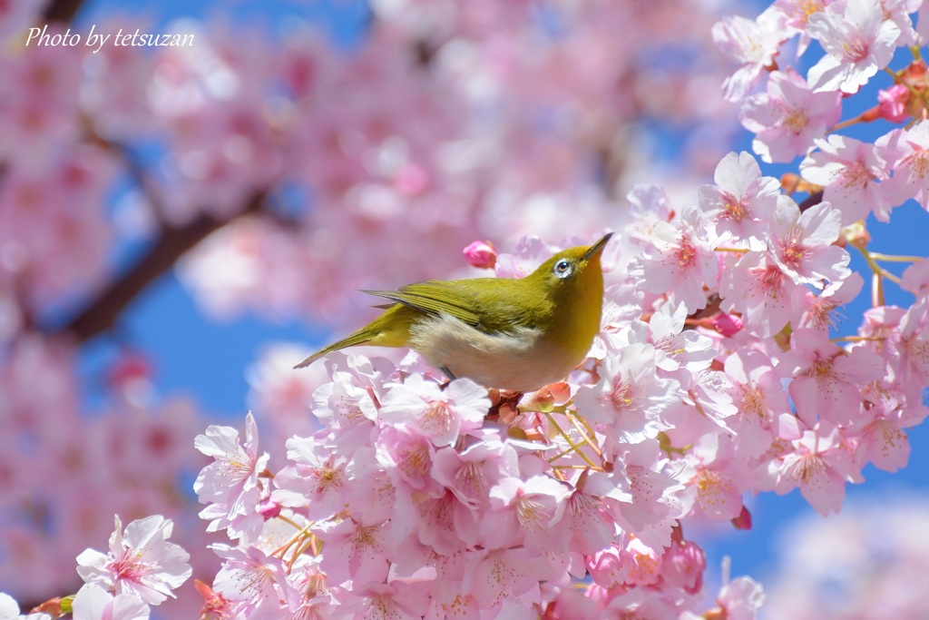 もう春だね！