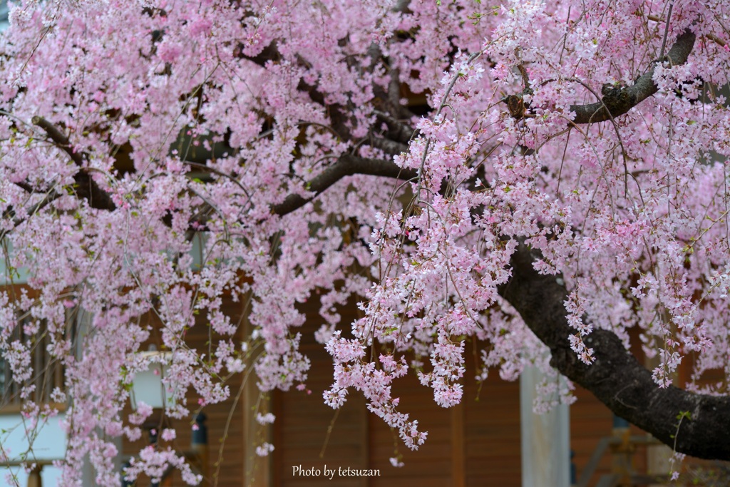 枝垂桜