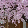 枝垂桜