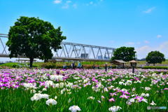 菖蒲園と鉄橋