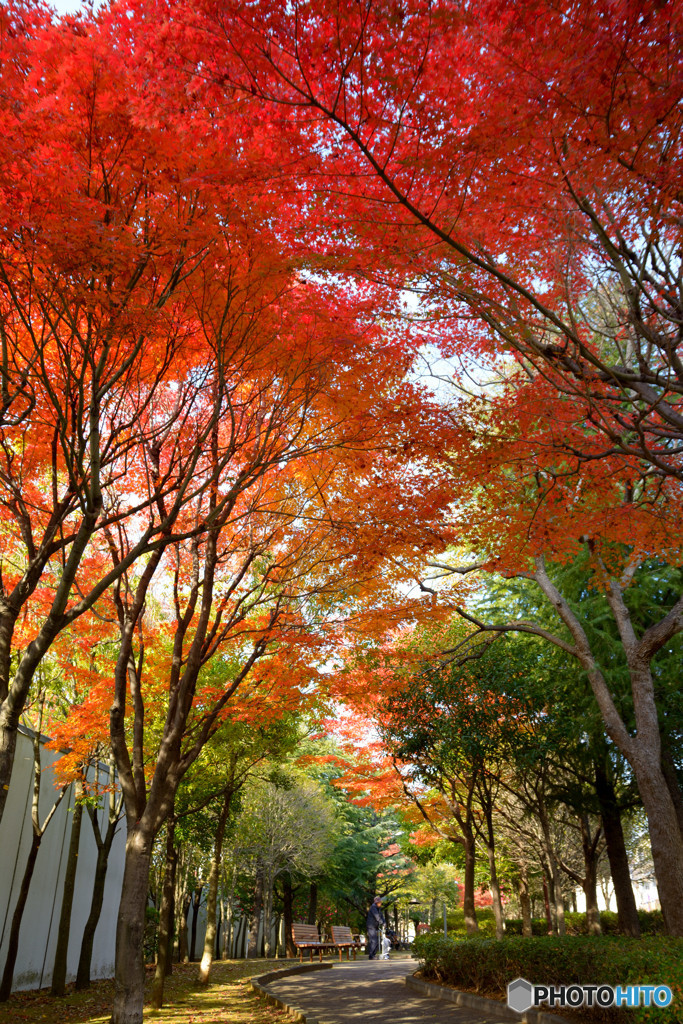 紅葉の路