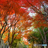 紅葉の路