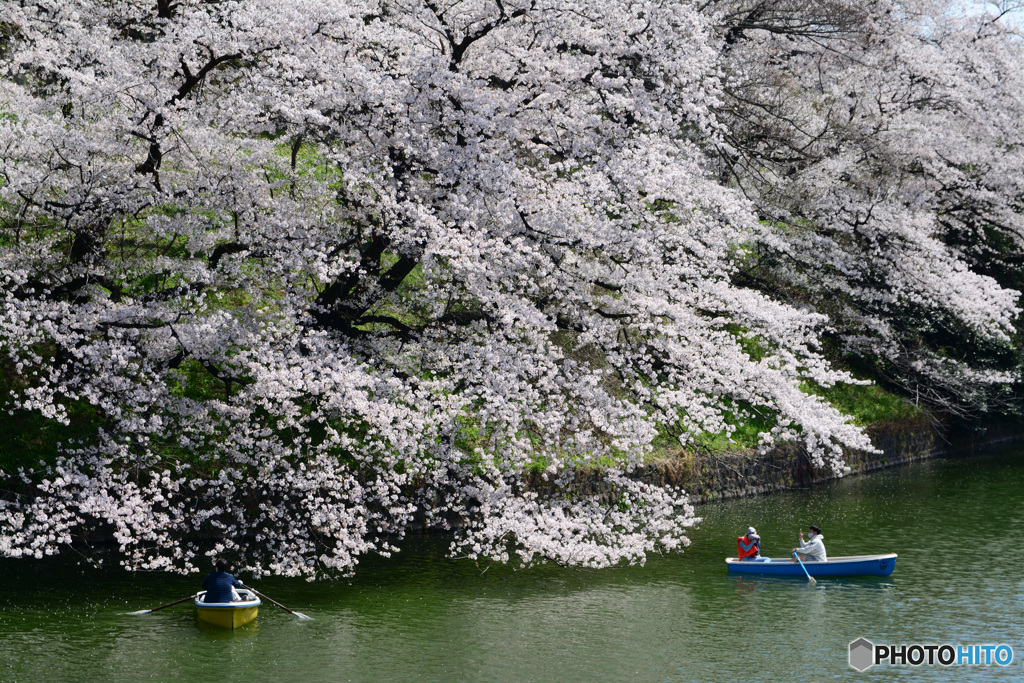 千鳥ヶ淵の桜②