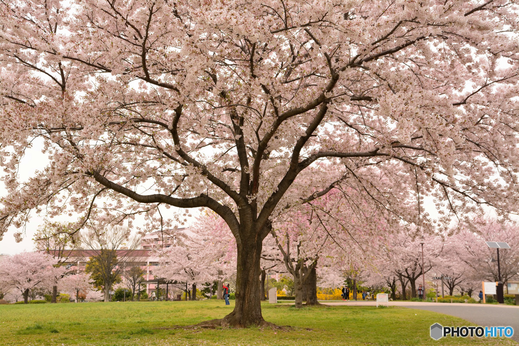 Big cherry blossoms