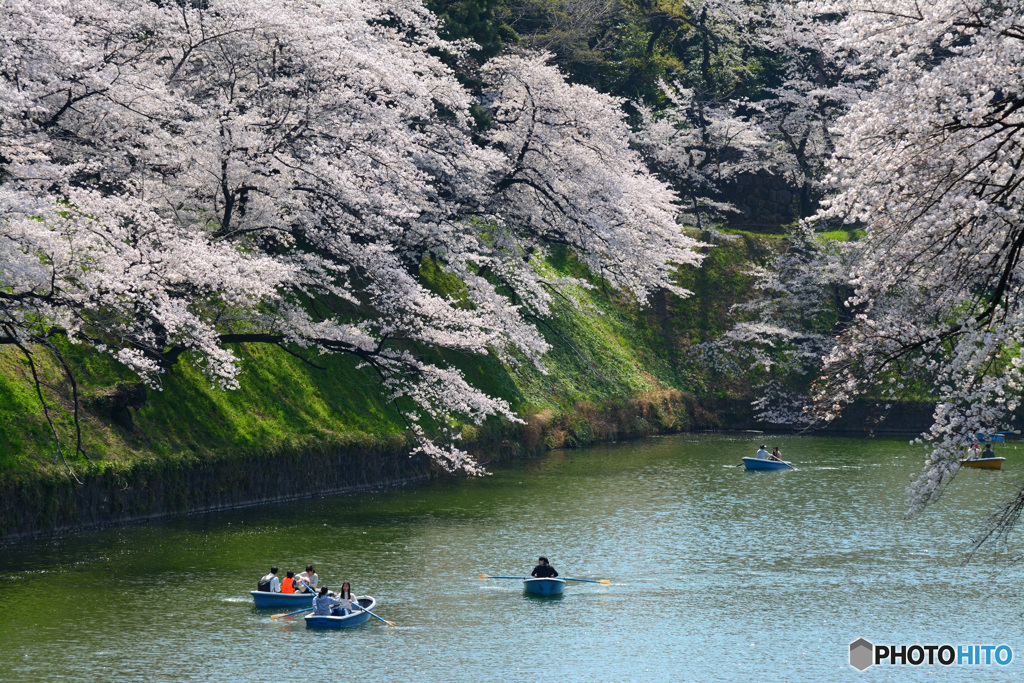 千鳥ヶ淵の桜⑤