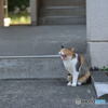 団地猫、睡魔に襲われる「ファ～～～」