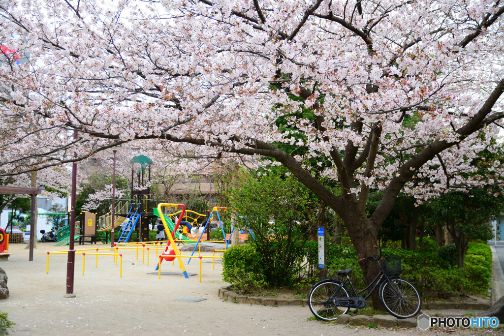 桜のある公園