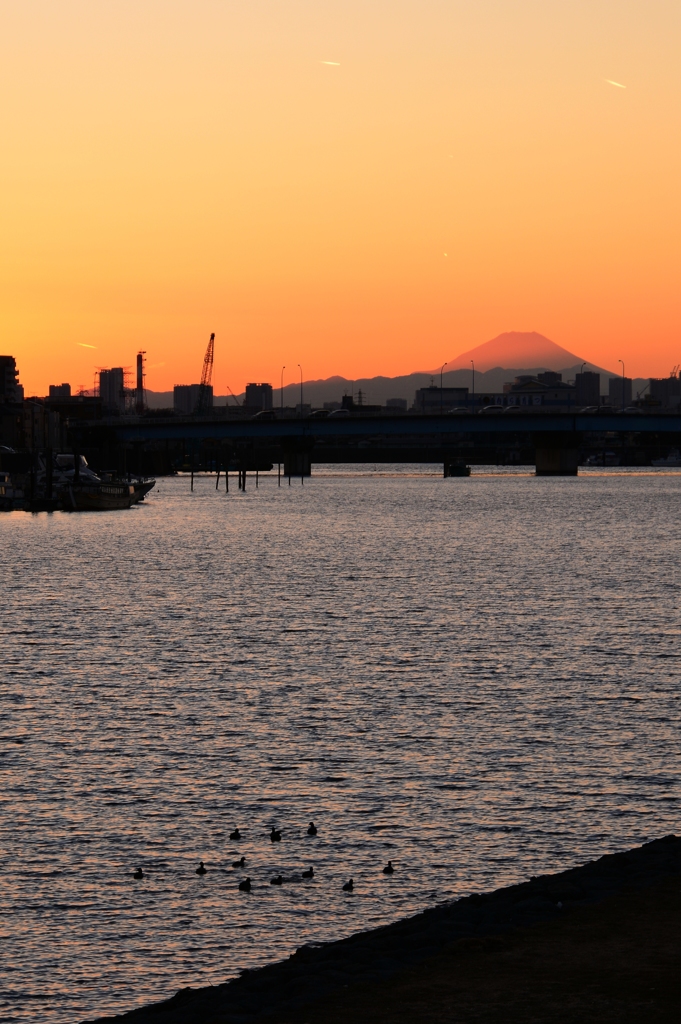 夕富士とカモ