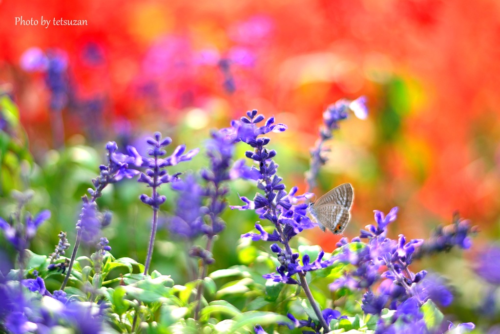 秋の花とシジミチョウ