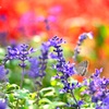 秋の花とシジミチョウ