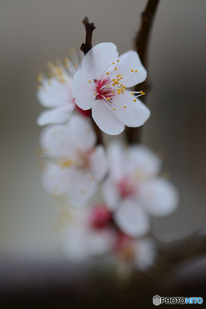 アンズの花