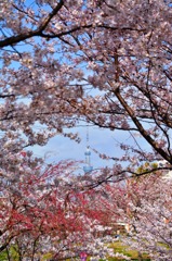 桜とスカイツリー