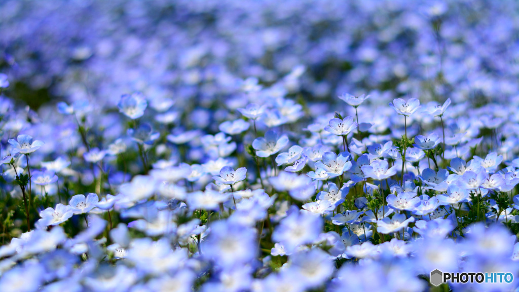 煌めく花弁