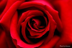 赤い薔薇：Red lips