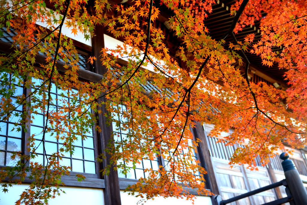 寺院のもみじ