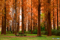 メタセコイアの森：食卓