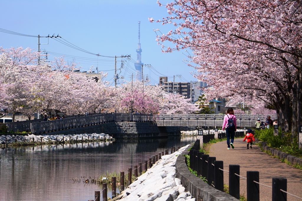 るんるんお花見