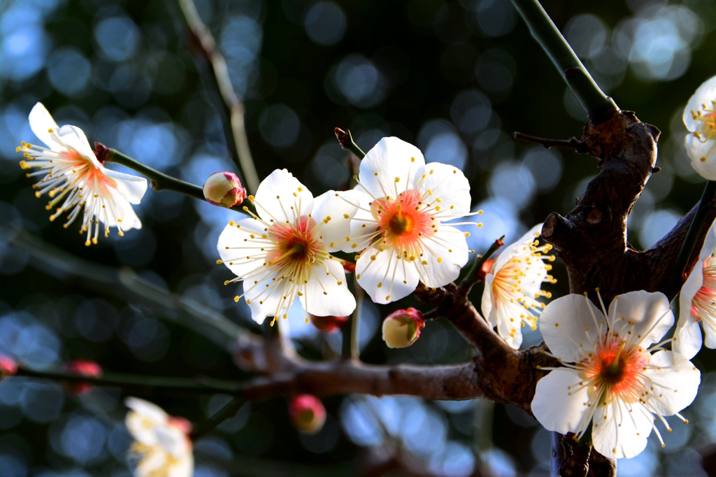 早春の花