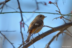 オジョウサン、初めまして