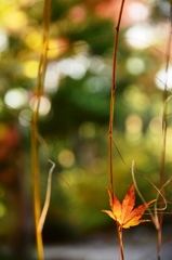 紅葉の1本釣り