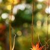 紅葉の1本釣り