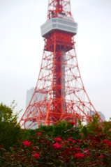 東京タワーとバラ園