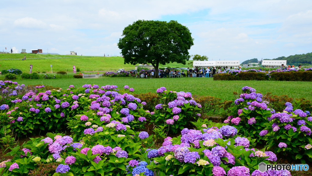 紫陽花ひろば