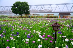 雨の菖蒲園