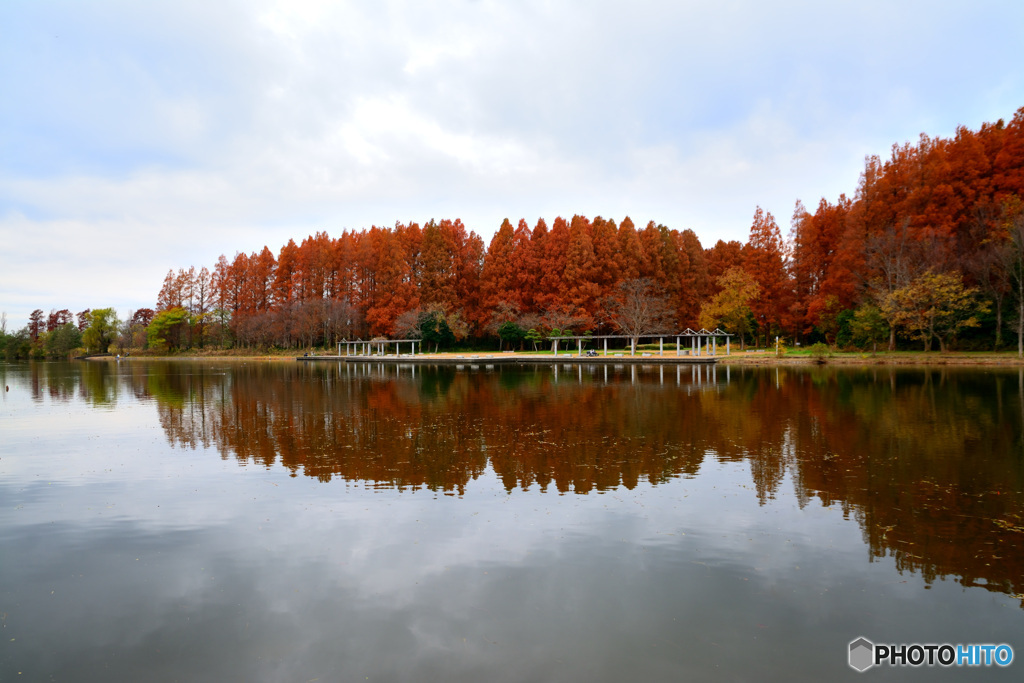 メタセコイアの森：Reflection