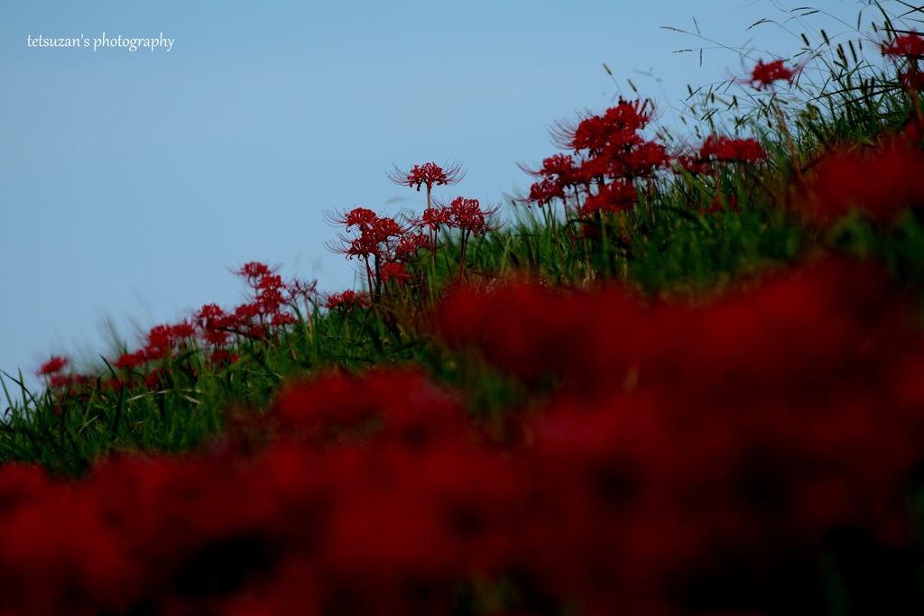 堤の花