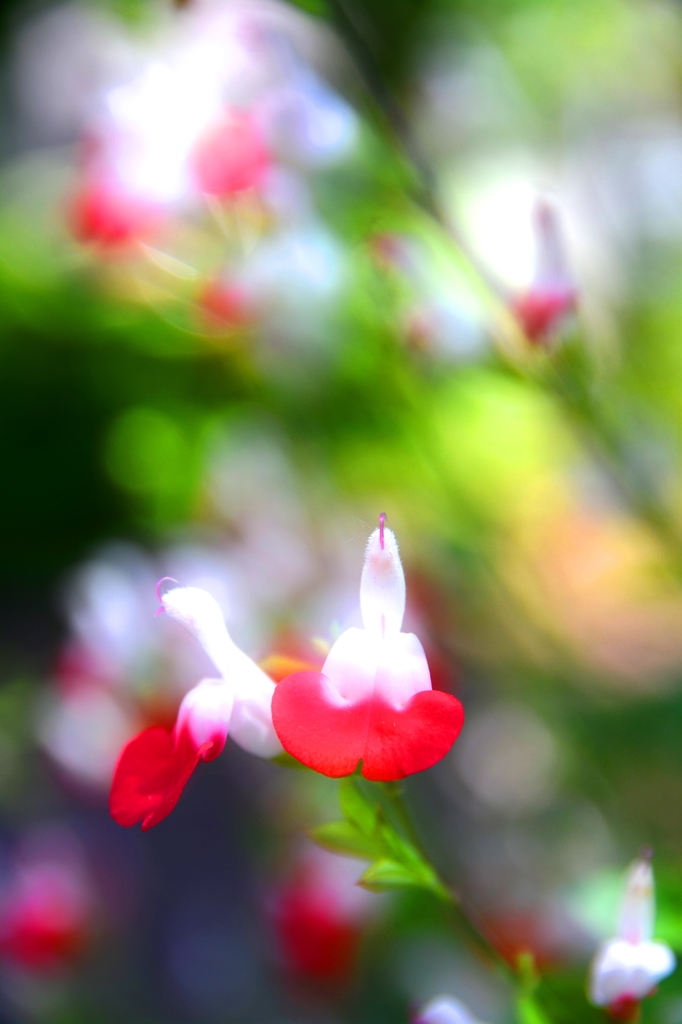 おとぎの国の花