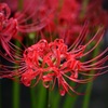 魅惑の蕊Ⅲ