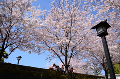 集いの桜