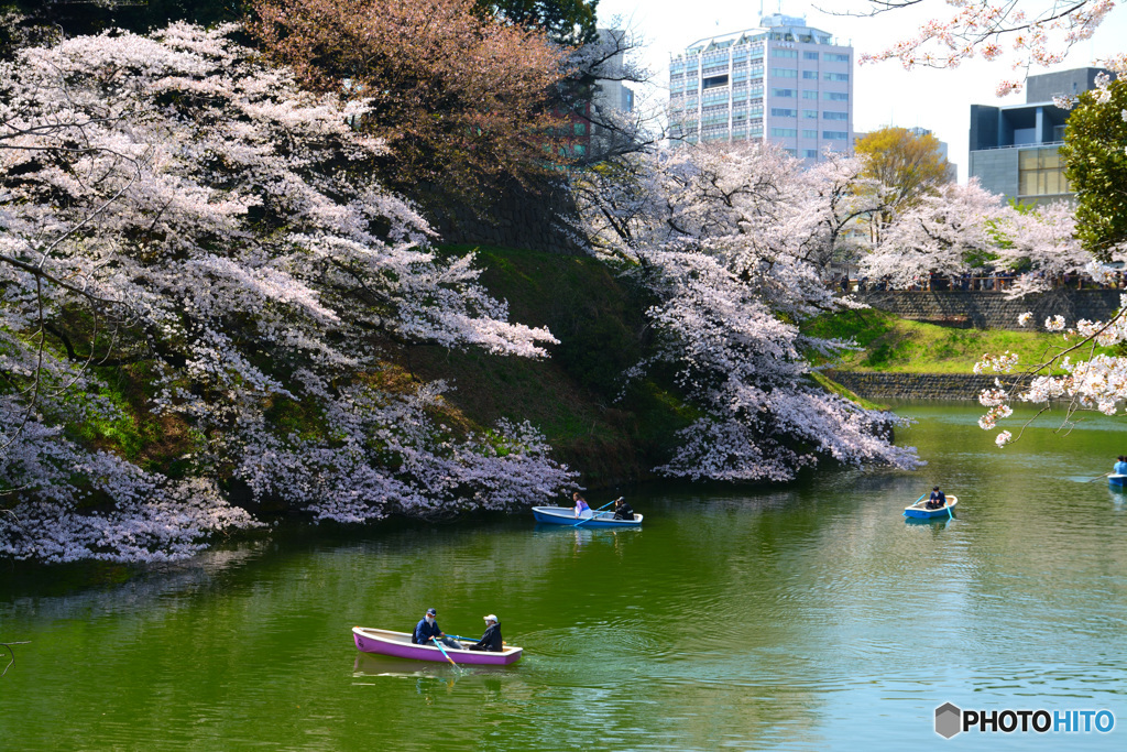 千鳥ヶ淵の桜③
