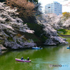 千鳥ヶ淵の桜③