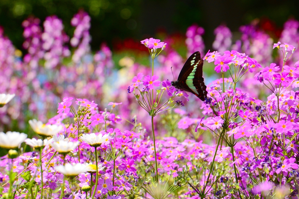 花園