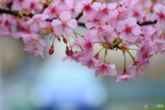 河津桜