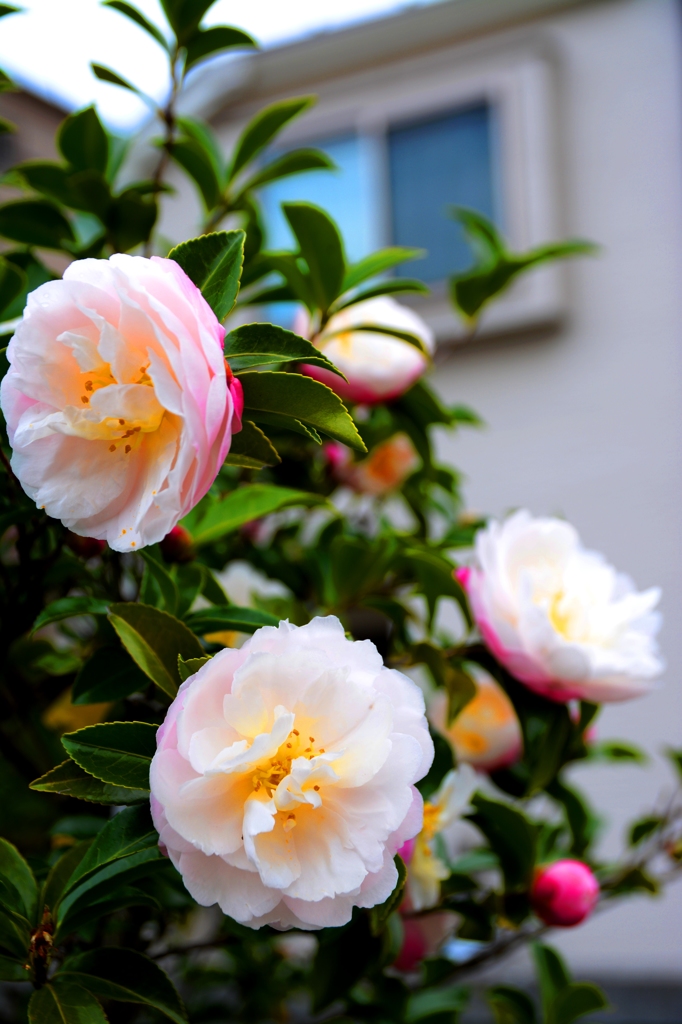 可憐な山茶花