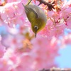 河津桜にメジロ