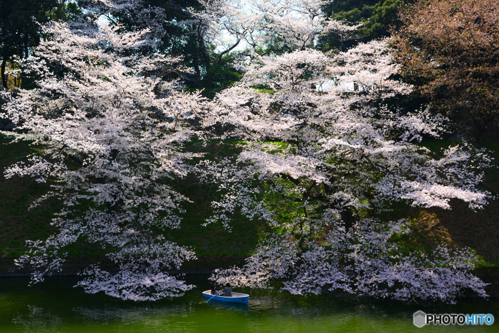 千鳥ヶ淵の桜④