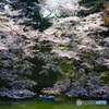 千鳥ヶ淵の桜④