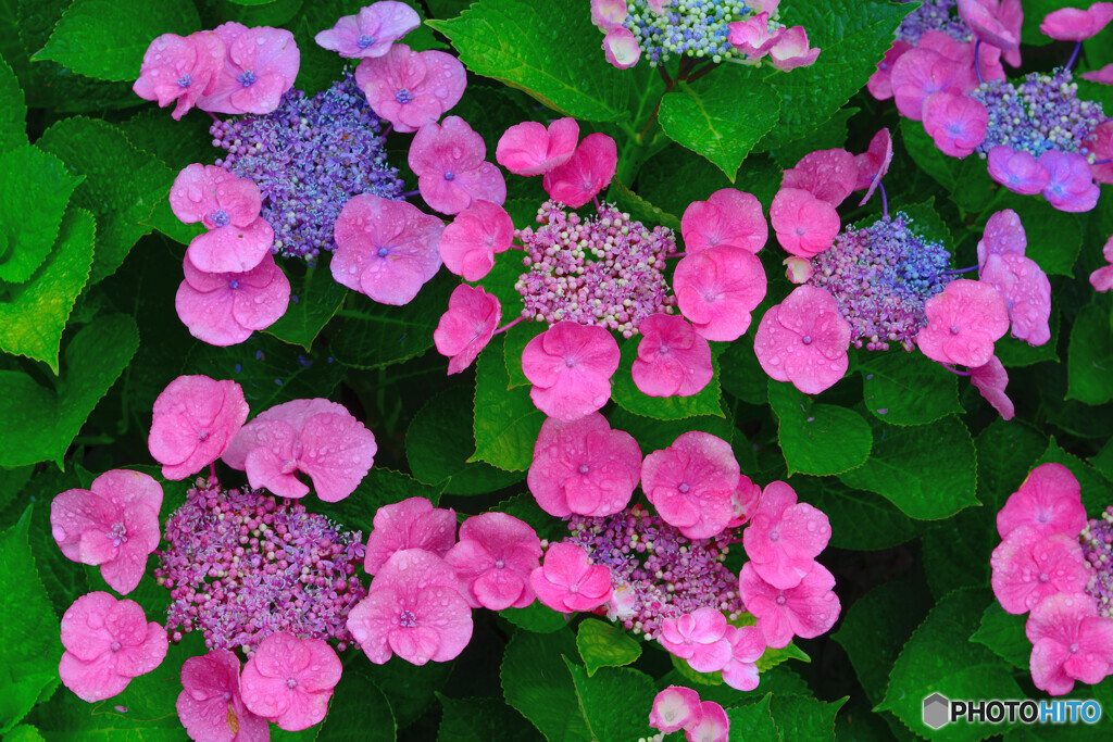 ピンクの紫陽花