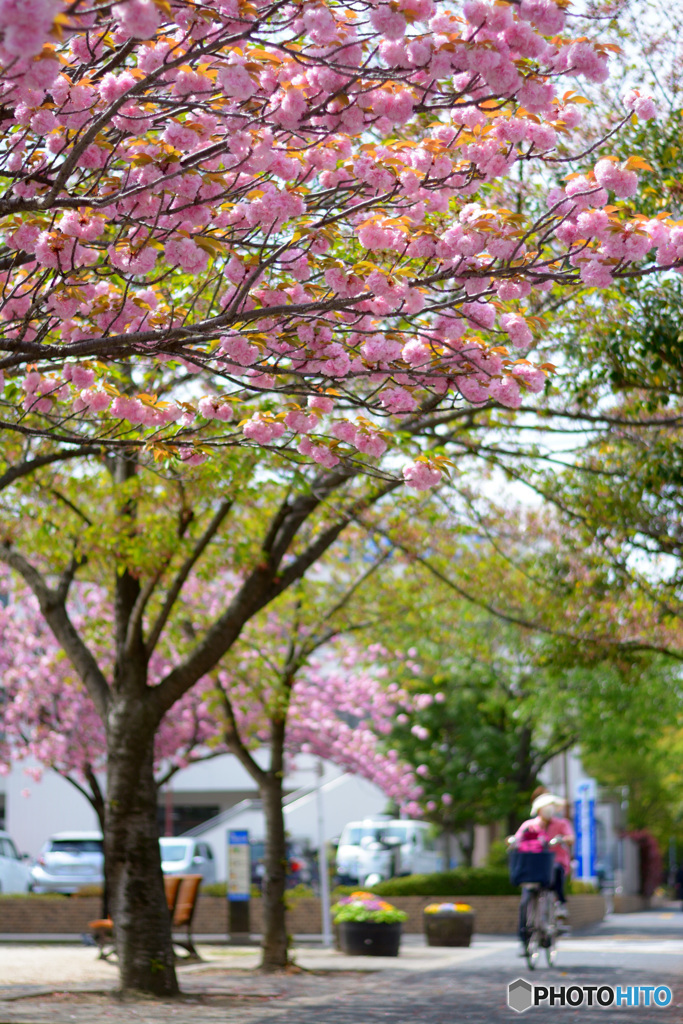 満開の八重桜