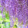 公園にて（フジの花①）