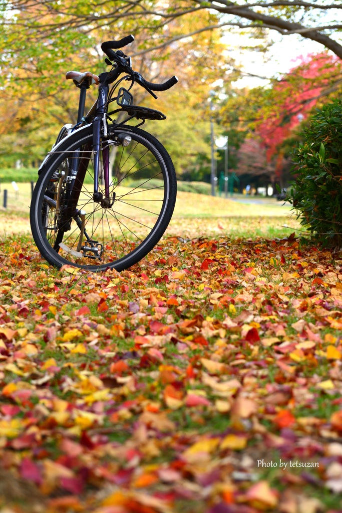 落葉と自転車