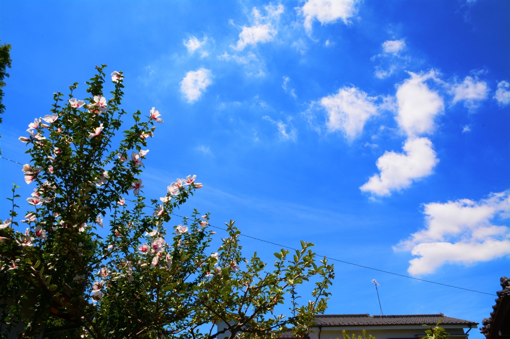 初夏