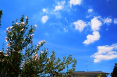 初夏